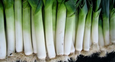 Kdy odstranit pórek ze zahrady na uskladnění?